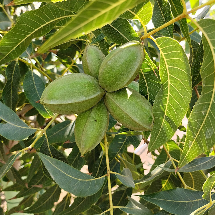 Pecan Junge Pekannuss | Carya  illinoinensis 'Pawnee'