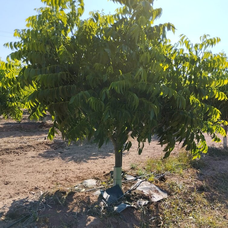 Pecan Jeune Pacanier | Carya  illinoinensis 'Pawnee'