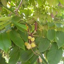 Young Walnut tree Juglans ailantifolia cord. Campbell CW 4
