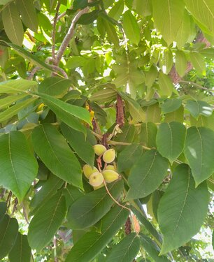 Walnootboom Juglans ailantifolia cord. Campbell CW 4