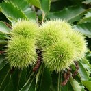 Junge  Kastanienbaum Castanea sativa Marigoule
