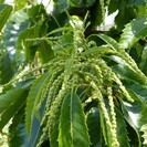 Jeune Marronnier Castanea sativa Rousse de Nay