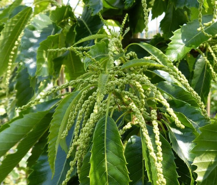 Kastanjeboom Castanea sativa Rousse de Nay