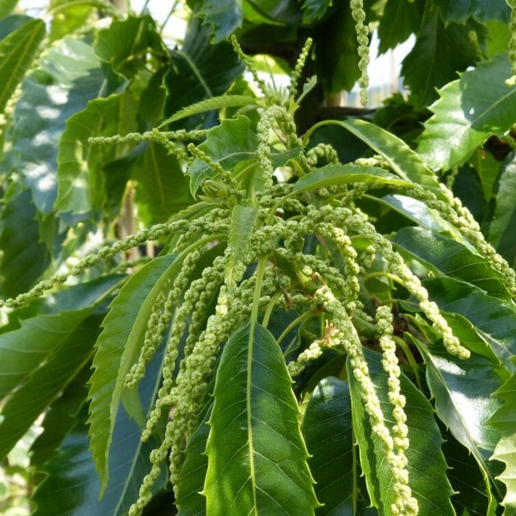 Jeune Marronnier Castanea sativa Rousse de Nay