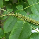 Young Walnut tree Juglans bixbyi Mitchell