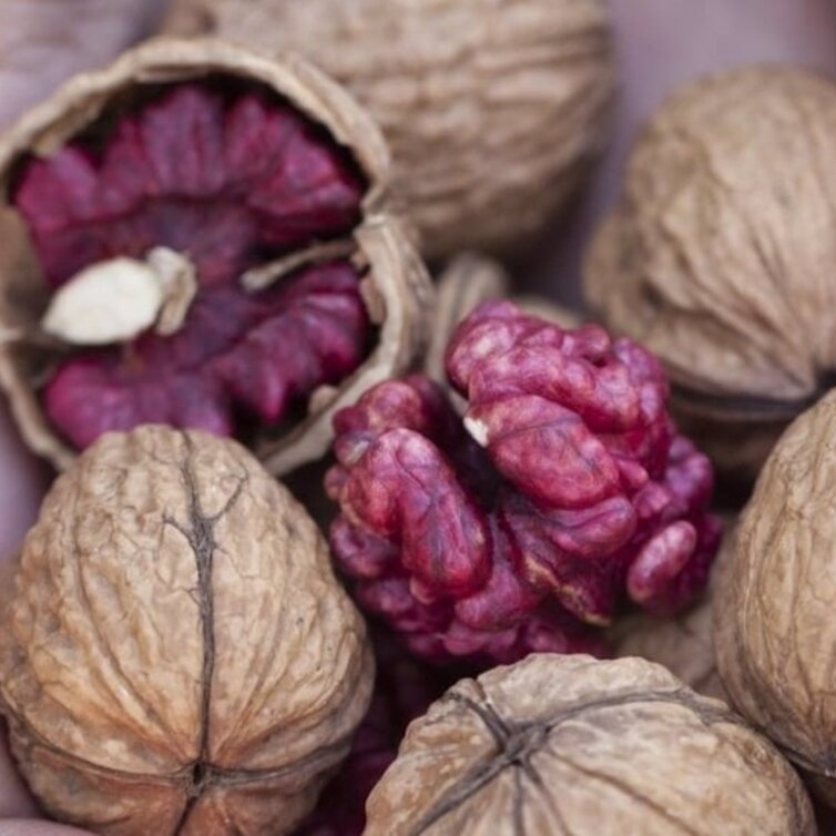 Walnut tree Juglans regia 'RedMan'
