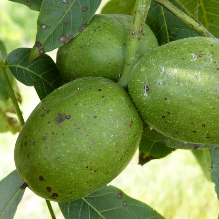 Jonge Walnootboom Juglans regia Plovdivski