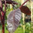 Jeune Noyer Juglans Regia Purpurea
