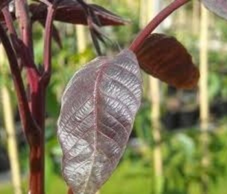 Walnussbaum Juglans regia Purpurea