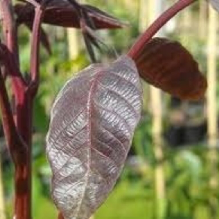Jeune Noyer Juglans Regia Purpurea