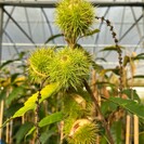Junge Kastanienbaum Castanea sativa Belle Épine