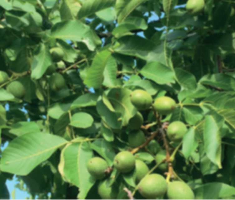 Walnootboom Juglans regia 'RedMan'