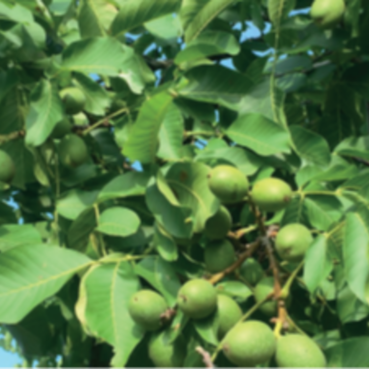 Young Walnut tree Juglans regia 'RedMan'