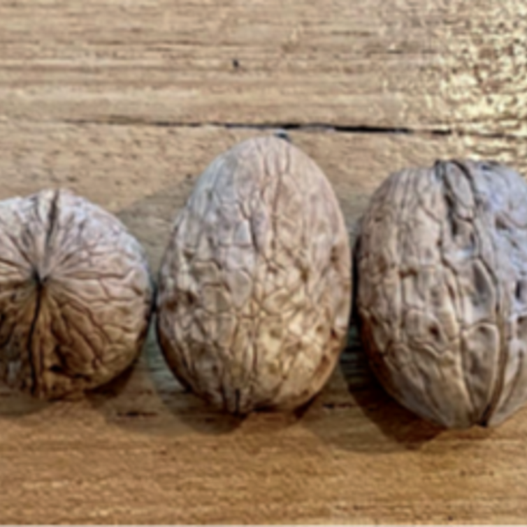 Walnut tree Juglans regia 'RedMan'
