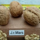 Jeune Noyer Juglans Regia Mars
