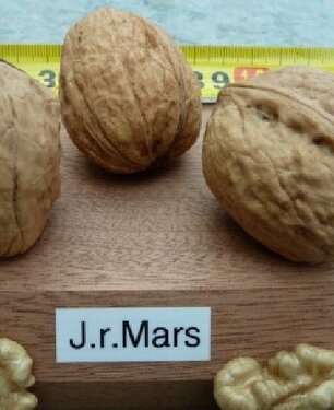 Noyer Juglans regia 'Mars'