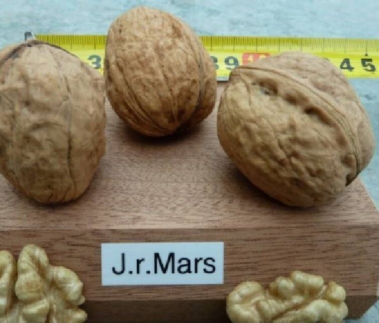 Walnootboom Juglans regia Mars