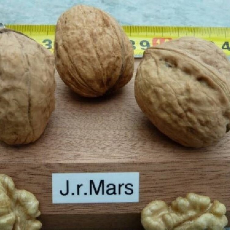Walnut tree Juglans regia 'Mars'