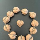 Jeune Noyer Juglans ailantifolia cord. Campbell CW 4