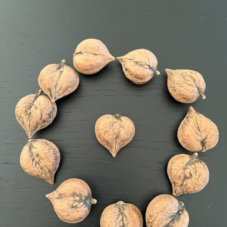 Young Walnut tree Juglans ailantifolia cord. Campbell CW 4