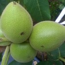 Young Walnut tree | Juglans ail. cor. Shubert