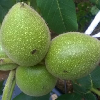 Jeune Noyer | Juglans ail. cor. Shubert