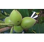 Jonge Walnootboom | Juglans ail. cor. Shubert