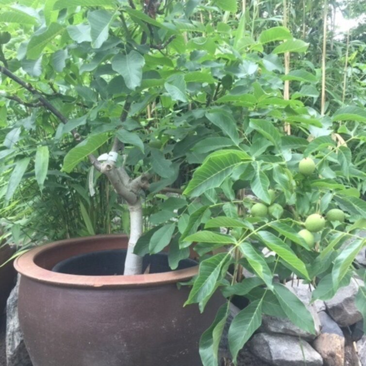 Junge Walnussbaum Juglans regia Mini Multiflora Nr.14