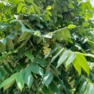 Young Walnut tree Juglans ail. cord. Kalmar