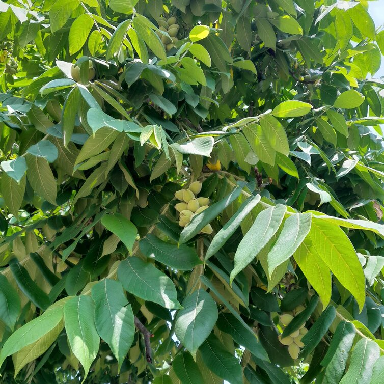 Young Walnut tree Juglans ail. cord. Kalmar