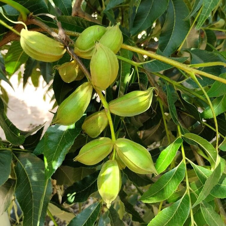 Pekan tree package - 3 pieces of Caryas in varieties - 1x Pawnee - 1x Western Schley - 1x Desirable