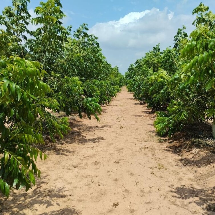 Paquet de Jeunes d'arbres Pekan - 3 pieces de Carya en variétés - 1x Pawnee - 1x Western Schley - 1x Desirable
