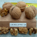 Walnussbaum Juglans regia Milotai 10