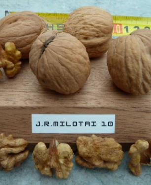 Walnootboom Juglans regia Milotai 10