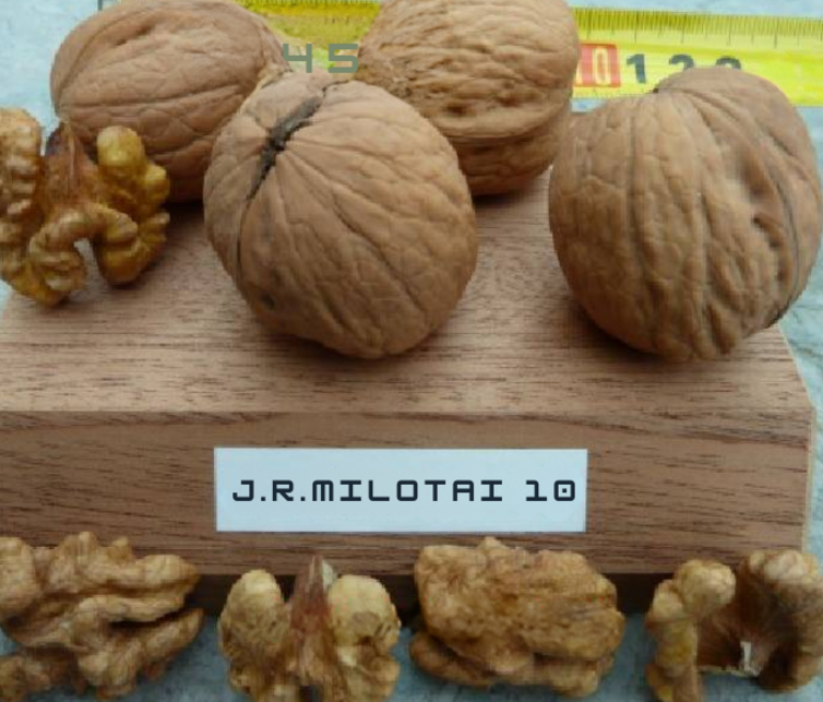 Walnootboom Juglans regia Milotai 10