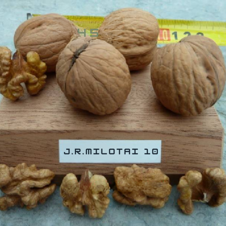 Walnut tree Juglans regia Milotai 10