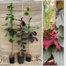 Jonge Hazelaarboom pakket : 1x  Corabel +1x Halle'sche Riessen + 1x Rote Zellernusse