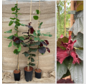 Young Hazelnut tree package : 1x Corabel +1x Halle'sche Riessen + 1x Rote Zellernuss