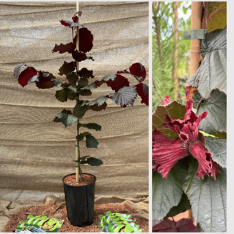 Young  Hazelnut tree Corylus avellana Rote Zellernuss