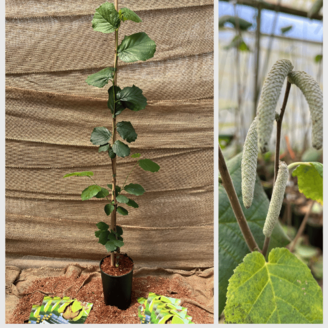 Young Hazelnut tree Corylus avellana Lang Tidlig Zellernoot