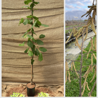 Jonge Hazelnootboom Corylus avellana Halle'sche Riesen