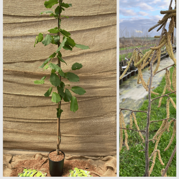 Junge Haselnussbaum Corylus avellana Halle'sche Riesen