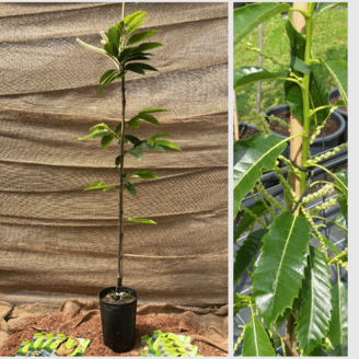 Jeune Châtaignier Castanea sativa Marigoule