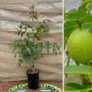 Walnootboom Juglans regia Lacinata