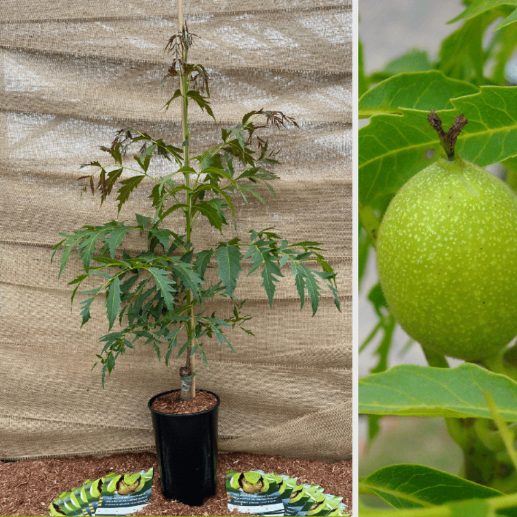 Walnut tree Juglans regia Laciniata