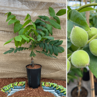 Jonge Walnootboom Juglans ailantifolia cord. Campbell CW 4