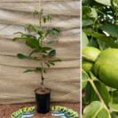 Walnut tree Juglans regia 'Coenen'