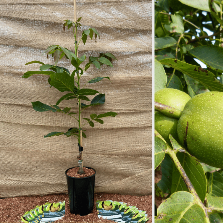 Walnut tree Juglans regia 'Coenen'