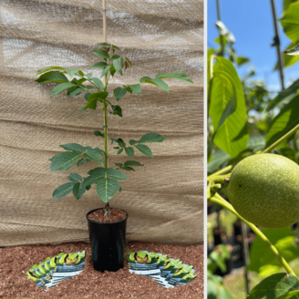 Junge Walnussbaum Juglans regia  Nr.16