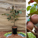 Walnut tree Juglans regia Purpurea